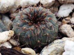 Frailea asterioides VG 456