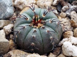 Frailea asterioides form
