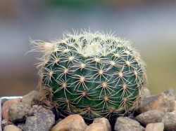Frailea pumila