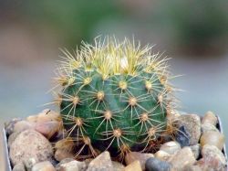 Frailea pumila v. hirta