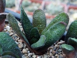 Gasteria batesiana 'Barberton'