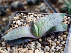 Gasteria glauca