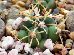 Glandulicactus mathssonii SB 1449