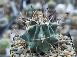Glandulicactus uncinatus VM 348