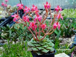 Graptopetalum bellum