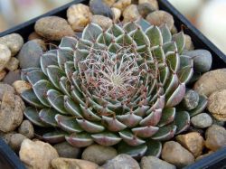 Graptopetalum filiferum
