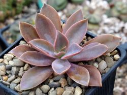 Graptoveria 'Fred Ives'