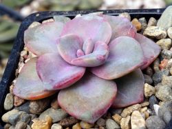Graptoveria 'Gypsy'