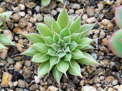 Graptoveria 'Silver Star'