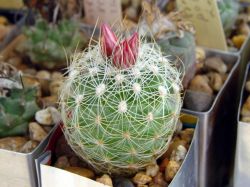 Gymnocactus knuthianus RS 678