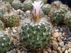 Gymnocactus knuthianus RS 678