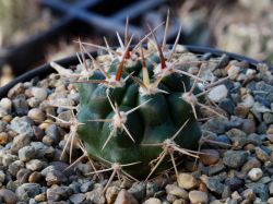 Gymnocalycium achirasense VG 716