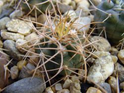 Gymnocalycium ambatoense GN 915/3000
