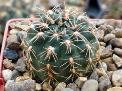 Gymnocalycium amerhauseri v. altagraciense GN 1054