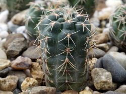 Gymnocalycium andreae ssp. pabloi GN 99-1051