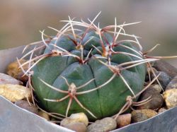 Gymnocalycium baldianum VG 183