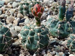 Gymnocalycium baldianum VG 564