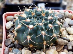 Gymnocalycium baldianum VG 564