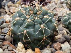 Gymnocalycium baldianum VG 565
