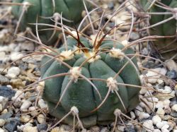Gymnocalycium bayrianum TOM 326
