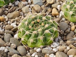 Gymnocalycium bicolor VG 063