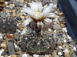 Gymnocalycium bodenbenderianum VG 248