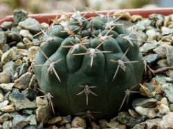 Gymnocalycium borthii BO 89