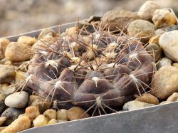 Gymnocalycium borthii GN 1075/3935