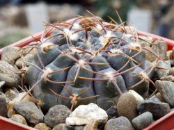 Gymnocalycium borthii ssp. nogolense VG 411/1