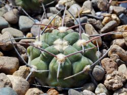 Gymnocalycium bozsingianum VG 246