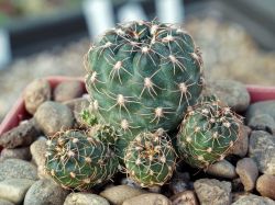 Gymnocalycium bruchii ssp. matznetteri P 214