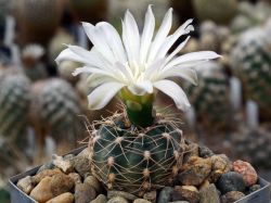 Gymnocalycium carolinense VG 1155