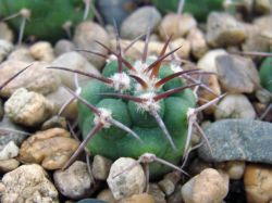 Gymnocalycium castellanosii GN 1116/4144