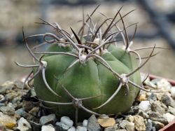 Gymnocalycium castellanosii RS 2247