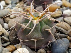 Gymnocalycium coloradense VG 401