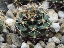 Gymnocalycium damsii v. torulosum