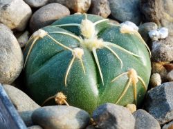 Gymnocalycium denudatum
