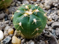 Gymnocalycium denudatum