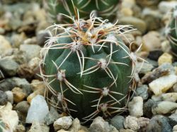 Gymnocalycium erinaceum v. paucisquamosum JPR 192/582