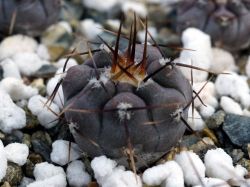 Gymnocalycium esperanzae VG 1241