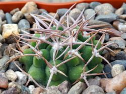 Gymnocalycium ferocior VG 512