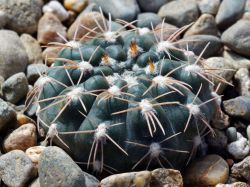 Gymnocalycium fischeri GN 0979/3273