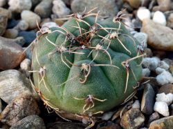 Gymnocalycium frankianum VG 987