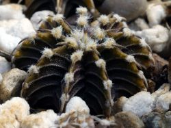 Gymnocalycium friedrichii VoS 01-014/A