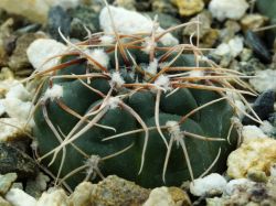 Gymnocalycium gaponii ssp. geyeri VG 506