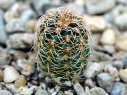 Gymnocalycium gertii VG 707