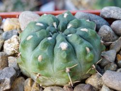 Gymnocalycium gibbosum v. chubutense WP 92-151/233