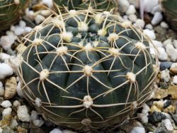 Gymnocalycium hyptiacanthum ssp. netrelianum VG 422