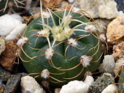 Gymnocalycium hyptiacanthum ssp. netrelianum VG 439