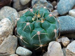 Gymnocalycium kroenleinii WR 805
